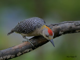 Hoffmanns Woodpecker 2010 - male