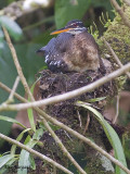 Sunbittern 2010 - nesting