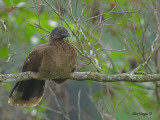 Gray-headed Chachalaca 2010 - ressting