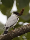 Black-crowned Tityra 2010 - male - with love gift