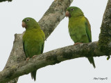 Orange-chinned Parakeet 2010