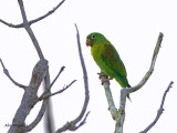 Orange-chinned Parakeet 2010 - 2