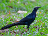 Boat-tailed Grackle 2010 - male