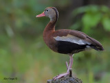 Black-bellied Whistling-Duck 2010