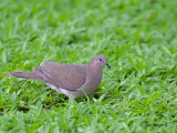 White-tipped Dove 2010 - 2