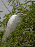 Great Egret 2010 - breed
