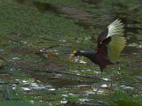 Northern Jacana 2010 - landing