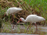 White Ibis 2010