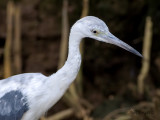 Little Blue Heron 2010 - juvenile - portrait