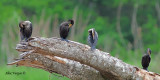Neotropic Cormorant 2010 - flock