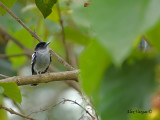 White-winged Becard 2010 - male - far away