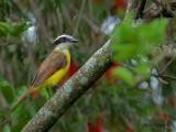 Great Kiskadee 2010 - further out