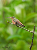 Cinnamon Hummingbird - 2010 - far away