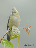 Long-tailed Silky-Flycatcher 2010 - female