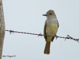 Brown-crested Flycatcher 2010