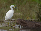 Snowy Egret 2010