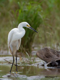Snowy Egret 2010 - front view