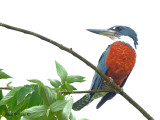 Ringed Kingfisher 2010 - male 2