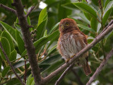 Central American Pygmy-Owl 2010