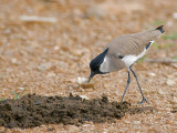 River Lapwing - hunting flies