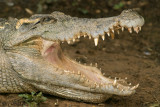 Siam Crocodile - portrait
