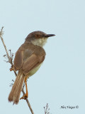 Grey-breasted Prinia - up close