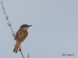 Grey-breasted Prinia