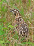 Rain Quail - male - back view