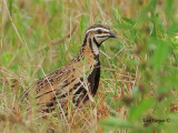 Rain Quail - male