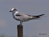 Common Tern - non breed