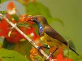 Olive-backed Sunbird - male 2