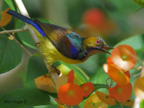 Brown-throated Sunbird - shinning