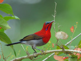 Crimson Sunbird - male - 2010