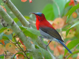 Crimson Sunbird - blue crown - 2010