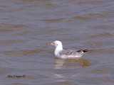 Slender-billed Gull - 1st winter 2