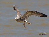 Heuglins Gull - 1st Winter - flight - 2010