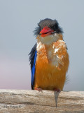 Black-capped Kingfisher - frogmouth dress?
