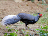 Kalij Pheasant - male