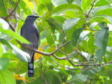 Black-winged Cuckooshrike - sp 304