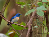 Malaysian Blue-Flycatcher - male - far away