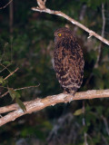 Buffy Fish-Owl - back view