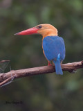 Stork-billed Kingfisher - closer