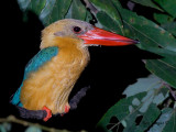 Stork-billed Kingfisher - at night