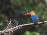 Stork-billed Kingfisher - tails up!