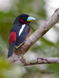 Black-and-Red Broadbill - 4