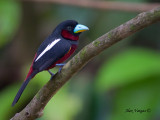 Black-and-Red Broadbill - 2