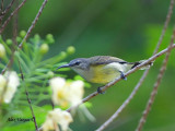 Copper-throated Sunbird - female