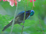 Copper-throated Sunbird - male  - blue crown