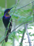 Copper-throated Sunbird - male  - bright angle