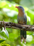 Red-billed Malkoha